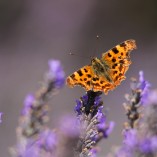 Butterfly by Spotlight Images